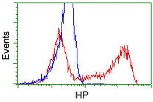 HEK293T cells transfected with either RC223612 overexpress plasmid (Red) or empty vector control plasmid (Blue) were immunostained by anti-HP antibody (ABIN2453135), and then analyzed by flow cytometry. (Haptoglobin 抗体)