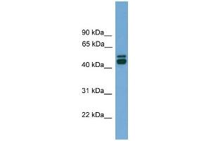 WB Suggested Anti-CALR Antibody Titration: 0. (Calreticulin 抗体  (Middle Region))