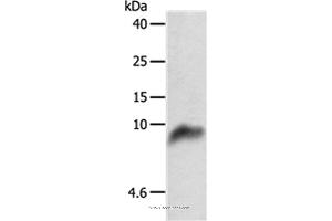 Western blot analysis of 293T cell, using COX7B Polyclonal Antibody at dilution of 1:800 (COX7B 抗体)