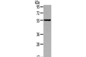 Western Blot analysis of Mouse muscle tissue using THRA Polyclonal Antibody at dilution of 1/400 (THRA 抗体)