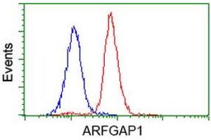 Image no. 16 for anti-ADP-Ribosylation Factor GTPase Activating Protein 1 (ARFGAP1) antibody (ABIN1496679)