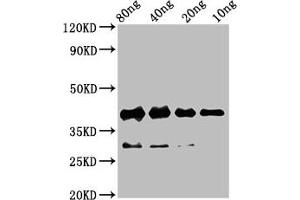 RBM24 antibody  (AA 2-78)
