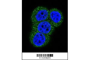 Confocal immunofluorescent analysis of Actin (ACTB/ACTC) Antibody with Hela cell followed by Alexa Fluor 488-conjugated goat anti-rabbit lgG (green). (Actin 抗体  (N-Term))