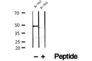 Western blot analysis of extracts of K-562 cells, using FECH antibody. (FECH 抗体  (C-Term))