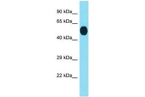 Western Blotting (WB) image for anti-Receptor (Chemosensory) Transporter Protein 3 (RTP3) (Middle Region) antibody (ABIN2790859) (RTP3 抗体  (Middle Region))