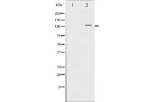 Western blot analysis of NF-κB p100 phosphorylation expression in EGF treated RAW264. (NFKB2 抗体  (pSer872))