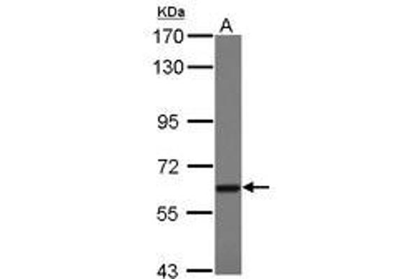 TBRG4 抗体  (AA 1-328)