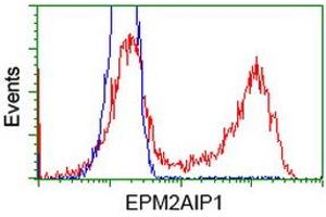 HEK293T cells transfected with either RC209239 overexpress plasmid (Red) or empty vector control plasmid (Blue) were immunostained by anti-EPM2AIP1 antibody (ABIN2452994), and then analyzed by flow cytometry.