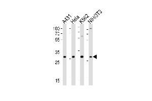 Western blot analysis of lysates from A431, Hela, K562, mouse NIH/3T3 cell line (from left to right), using CDK5 Antibody (C-term) (ABIN6242783 and ABIN6577637). (CDK5 抗体  (C-Term))