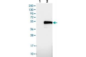 Western blot analysis of Lane 1: Negative control (vector only transfected HEK293T lysate), Lane 2: Over-expression Lysate (Co-expressed with a C-terminal myc-DDK tag (~3. (TMEM143 抗体)