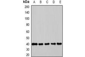 Western blot analysis of GBL expression in K562 (A), HepG2 (B), COS7 (C), mouse testis (D), mouse spleen (E) whole cell lysates.
