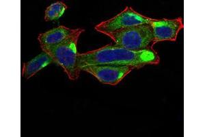 Immunofluorescence (IF) image for anti-Ras-related Protein Ral-A (rala) (AA 71-203) antibody (ABIN5542386)