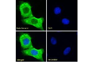 Immunofluorescence (IF) image for anti-Pituitary Tumor-Transforming 1 (PTTG1) (Internal Region) antibody (ABIN6391382)