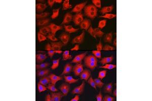 Immunofluorescence (IF) image for anti-Guanidinoacetate N-Methyltransferase (GAMT) (AA 1-236) antibody (ABIN6140950)