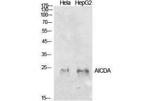 Western Blotting (WB) image for anti-Activation-Induced Cytidine Deaminase (AICDA) (Internal Region) antibody (ABIN3178912) (AICDA 抗体  (Internal Region))