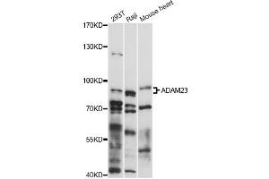 Western blot analysis of extracts of various cell lines, using ADAM23 antibody (ABIN6292591) at 1:1000 dilution.