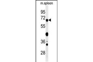 Western blot analysis of GBP7 Antibody in mouse spleen tissue lysates (35ug/lane) (GBP7 抗体  (C-Term))