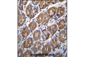 PGA4 Antibody (C-term) (ABIN656949 and ABIN2850496) immunohistochemistry analysis in formalin fixed and paraffin embedded human stomach tissue followed by peroxidase conjugation of the secondary antibody and DAB staining. (PGA4 抗体  (C-Term))