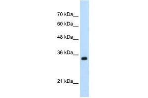 ApoBEC3D antibody used at 0. (APOBEC3D 抗体)