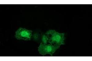 Anti-ERCC1 mouse monoclonal antibody (ABIN2453822) immunofluorescent staining of COS7 cells transiently transfected by pCMV6-ENTRY ERCC1 (RC200478). (ERCC1 抗体)