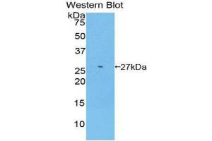 Western Blotting (WB) image for anti-Glutathione S-Transferase mu 2 (Muscle) (GSTM2) (AA 5-202) antibody (ABIN1859092) (GSTM2 抗体  (AA 5-202))