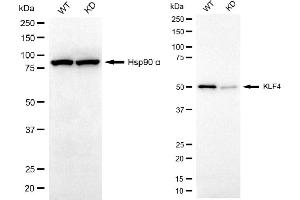 Western blotting analysis using KLF4 antibody (ABIN7799216).