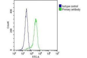 Overlay histogram showing Hela cells stained with (ABIN1539843 and ABIN2843824)(green line). (LGR5 抗体  (AA 689-719))