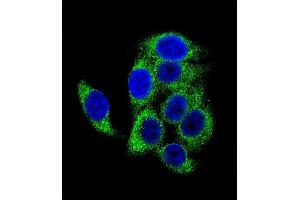 Confocal immunofluorescent analysis of Phospho-TSC2- Antibody (ABIN1881949 and ABIN2839674) with hela cell followed by Alexa Fluor 488-conjugated goat anti-rabbit lgG (green). (Tuberin 抗体  (pSer1387))