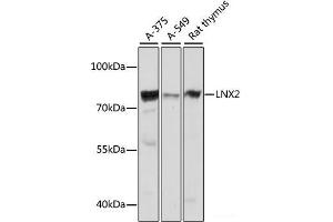 Western blot analysis of extracts of various cell lines using LNX2 Polyclonal Antibody at dilution of 1:1000. (LNX2 抗体)