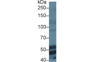 Western blot analysis of Mouse Liver Lysate, using anti-Mouse ELN Antibody (1 μg/ml) and HRP-conjugated Goat Anti-Rabbit antibody (abx400043, 0. (Elastin 抗体  (AA 266-443))