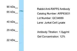 Western Blotting (WB) image for anti-Relaxin/insulin-Like Family Peptide Receptor 2 (RXFP2) (C-Term) antibody (ABIN2789637) (RXFP2 抗体  (C-Term))