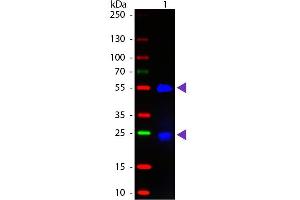 Western blot of Fluorescein conjugated Donkey Fab Anti-Goat IgG secondary antibody. (驴 anti-山羊 IgG (Heavy & Light Chain) Antibody (FITC) - Preadsorbed)