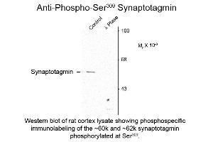 Western blot of Anti-Synaptotagmin pS309 (Rabbit) Antibody - 612-401-E39 Western Blot of Rabbit anti-Synaptotagmin pS309 antibody. (Synaptotagmin 抗体  (pSer309))