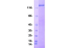 Validation with Western Blot (PITPNM1 Protein (Transcript Variant 1) (Myc-DYKDDDDK Tag))