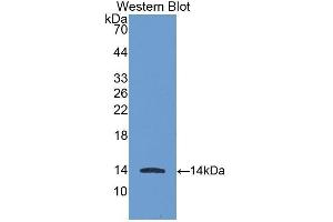 Western Blotting (WB) image for anti-Chemokine (C-X-C Motif) Ligand 11 (CXCL11) antibody (Biotin) (ABIN1175478) (CXCL11 抗体  (Biotin))