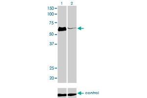 Western blot analysis of HCLS1 over-expressed 293 cell line, cotransfected with HCLS1 Validated Chimera RNAi (Lane 2) or non-transfected control (Lane 1). (HCLS1 抗体  (AA 266-355))