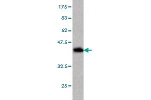 Western Blotting (WB) image for anti-Transcription Elongation Factor B (SIII), Polypeptide 2 (18kDa, Elongin B) (TCEB2) (AA 9-118) antibody (ABIN563104)