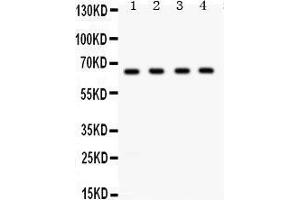 Western Blotting (WB) image for anti-Amyloid beta (A4) Precursor Protein-Binding, Family B, Member 1 (Fe65) (APBB1) (AA 21-56), (N-Term) antibody (ABIN3043784) (FE65 抗体  (N-Term))