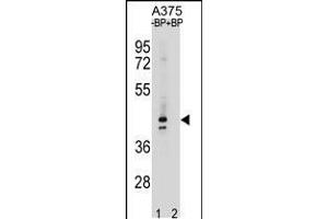 OR5AC2 Antibody pre-incubated without(lane 1) and with(lane 2) blocking peptide in A375 cell line lysate. (OR5AC2 抗体  (C-Term))