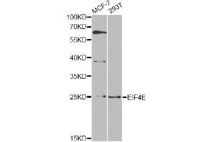 Western blot analysis of extracts of various cell lines, using EIF4E antibody. (EIF4E 抗体)