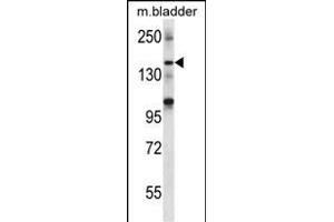 SHANK2 Antibody (Center) (ABIN656710 and ABIN2845940) western blot analysis in mouse bladder tissue lysates (35 μg/lane). (SHANK2 抗体  (AA 879-908))