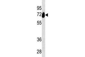 Alkaline Phosphatase antibody western blot analysis in HeLa lysate. (Alkaline Phosphatase 抗体  (AA 56-83))