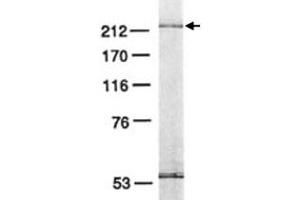 Western blot analysis of POLE3 in HeLa cell lysate with POLE3 monoclonal antibody . (POLE3 抗体)