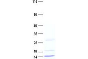 Western Blotting (WB) image for Growth Hormone Releasing Hormone (GHRH) protein (His tag) (ABIN2721869)