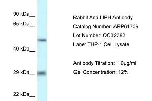 Western Blotting (WB) image for anti-Lipase H (LIPH) (C-Term) antibody (ABIN2788875) (LIPH 抗体  (C-Term))