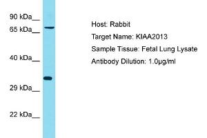 Host: Rabbit Target Name: KIAA2013 Sample Tissue: Human Fetal Lung Antibody Dilution: 1ug/ml (KIAA2013 抗体  (C-Term))