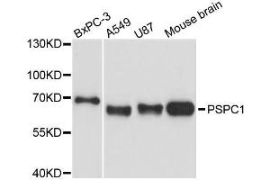 Western blot analysis of extracts of various cell lines, using PSPC1 antibody (ABIN5996698) at 1:3000 dilution. (PSPC1 抗体)
