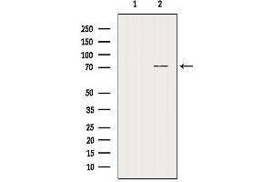 Western blot analysis of extracts from Rat heart, using NRXN3 Antibody. (Neurexin 3 抗体  (N-Term))