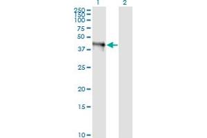 Western Blot analysis of FAIM3 expression in transfected 293T cell line by FAIM3 monoclonal antibody (M01), clone 1E4. (FAIM3 抗体  (AA 124-223))