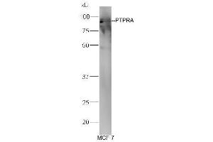 Western Blotting (WB) image for anti-Protein tyrosine Phosphatase, Receptor Type, A (PTPRA) (AA 151-250) antibody (ABIN754633)